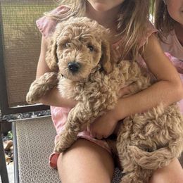 Jasper - Apricot male Goldendoodle puppy in Richmond, Texas from Harper’s Heartbeats