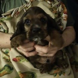Cocker Spaniels from Kathy's Cocker Spaniels