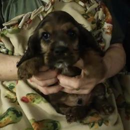 Cocker Spaniels from Kathy's Cocker Spaniels