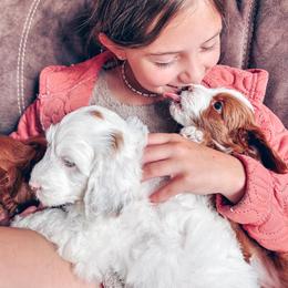 Goldendoodle Puppies from Halo Doodles