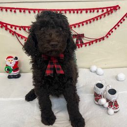 Boy - Brown Poodle puppy in Texas from C Ranch Kennel