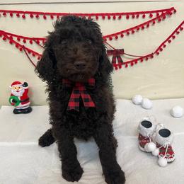 Boy - Brown Poodle puppy in Texas from C Ranch Kennel