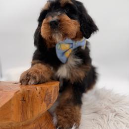 Free Dive - Tri-color male Bernedoodle puppy in Ocala, Florida from Bernedoodles of Florida