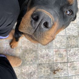 Rottweiler All Grown Up from Sweetgum Farm