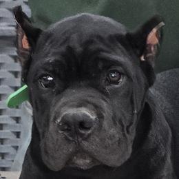 Green Collar Boy - Morganza x Lawman - AKC and ICCF - Black male Cane Corso puppy in Gorman, Texas from McOmber Country Kennels