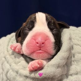 Sandy - Brindle female Boxer puppy in La Vernia, Texas from Chilham Boxers