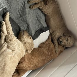 Poodle Puppies from Missy Trusty's Poodles