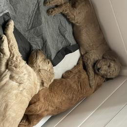 Poodle Puppies from Missy Trusty's Poodles