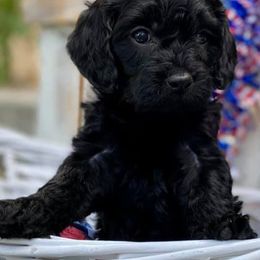 Cavapoo, Poodle, and Whoodle Puppies from Perfect Pawzabilities