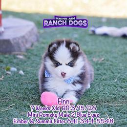 Finn - Black and white male Pomsky puppy in Humeston, Iowa from M.A.R. Dogs