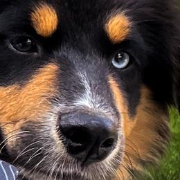 Rubix - Australian Shepherd puppy in Coldwater, Michigan from Northern Star Australian Shepherds