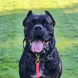 Ali - Cane Corso