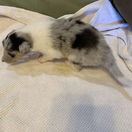 Collie Puppies from ColliesOklahoma