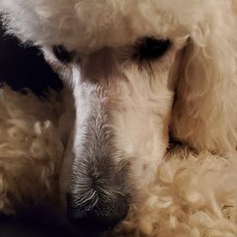 Goldendoodles, Labradoodles, and Poodles from Lillybrooke Acres