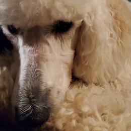 Goldendoodles, Labradoodles, and Poodles from Lillybrooke Acres