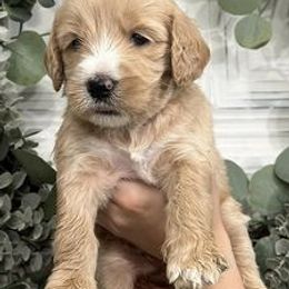 Goldendoodles from Ellie Jo’s Goldendoodles