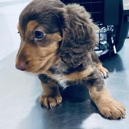 Dachshund Puppies from Meldox