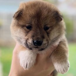 Benji - Red male Shiba Inu puppy in Racine, Wisconsin from Belle City Shibas