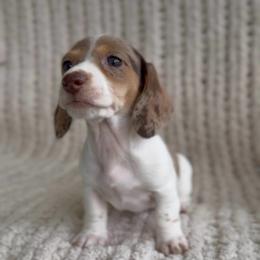 Chocolate And Tan Dapple Piebald - Dapple female Dachshund puppy in Blackstone, Virginia from Dainty Dachshunds