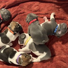 French Bulldog puppies from Puget Sound Frenchies