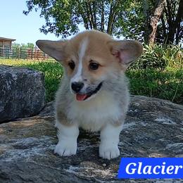 Glacier - Red male Pembroke Welsh Corgi puppy in Redfield, Kansas from Owenby's Corgi's
