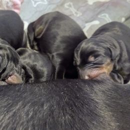 Doberman Pinscher Puppies from Davis Family Dobermans