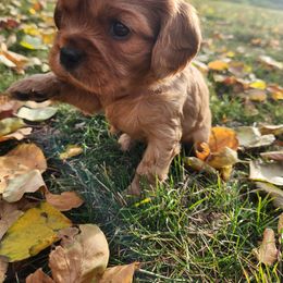 Cavalier King Charles Spaniel Puppies from Parker Puppies