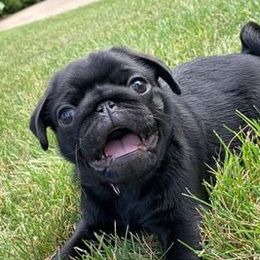 Pugs from Nelson Pug Puppies