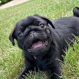 Pugs from Nelson Pug Puppies