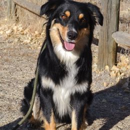 Bodie - Australian Shepherd