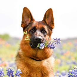 German Shepherds from Von Bourbon Shepherds