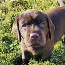 Labrador Retrievers from Yellow Rose Labradors