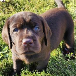 Labrador Retrievers from Yellow Rose Labradors