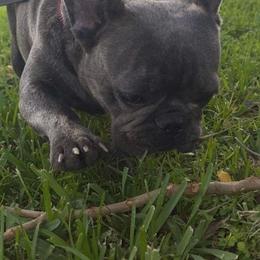 French Bulldog Puppies from Xclusive Designer Frenchies
