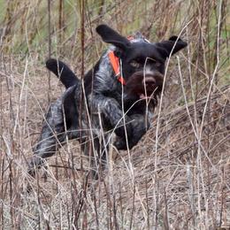 German Wirehaired Pointer and Pudelpointer All Grown Up from Ripsnorter Kennels