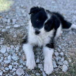 Vegas - ABCA Reg. - Black and white female Border Collie puppy in Shawnee, Oklahoma from Cross K Working Collies - Pure Bred Border Collies