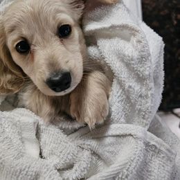 Dachshund Puppies from Pampered in Paradise miniature dachshunds