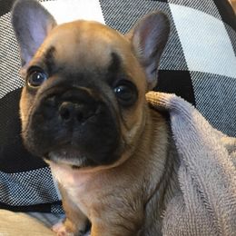 French Bulldog Puppies from Bullpen Frenchies