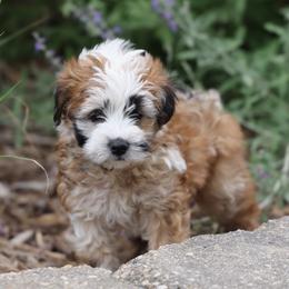 Mia - Merle female Whoodle puppy in West Bend, Iowa from Blue Skies Terriers