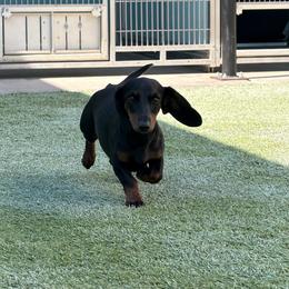 Salem - Dachshund