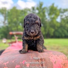 So Happy - Phantom female Bernedoodle puppy in Grove, Oklahoma from Guinn Family Farms