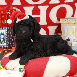 Black girl - Black female Labradoodle puppy in Colonial Beach, Virginia from Bristol Mine Kennels