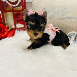 Yorkshire Terrier Puppies from Green Mountain Designer Yorkies