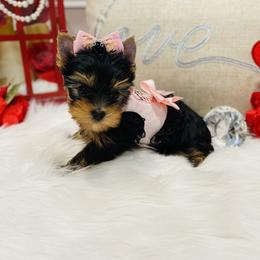 Yorkshire Terrier Puppies from Green Mountain Designer Yorkies
