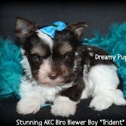 AKC Biro Trident - Chocolate tan and white male Biewer Terrier puppy in Kennesaw, Georgia from Dreamy Pups