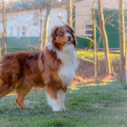 Blaze - Australian Shepherd
