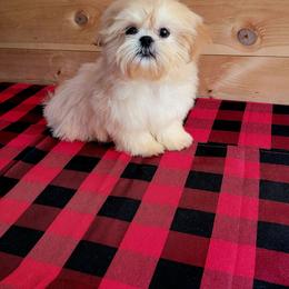 Beautiful Butter Bear - Cream and white male Shih Tzu puppy in Cartersville, Georgia from 100 Acre Woods Shih Tzu Plantation