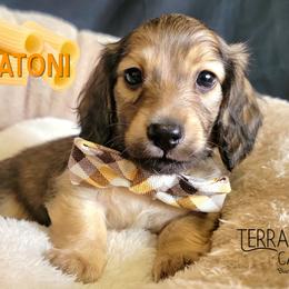 Rigatoni - Cream male Dachshund puppy in Parma, Idaho from Terracane Dachshunds & Sunwell Golden Retrievers