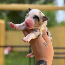 Balu AKC - Blue merle male Australian Shepherd puppy in Polk City, Florida from Skaky Shepherds