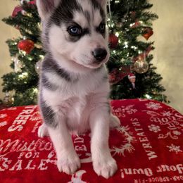 AKC Ghost - Black and white male Siberian Husky puppy in Cedarville, Ohio from Evereve Kennels